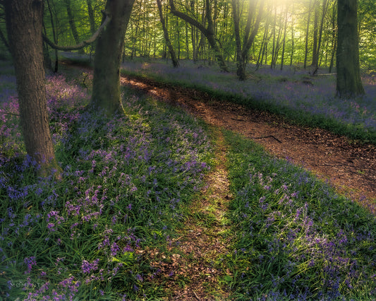 Wentwood Forest & Bluebells - 27th April 2024